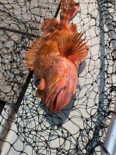 マゾイの釣果