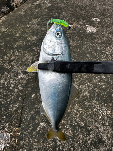 ツバスの釣果