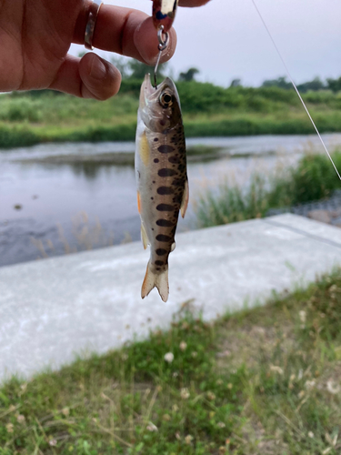 ヤマメの釣果