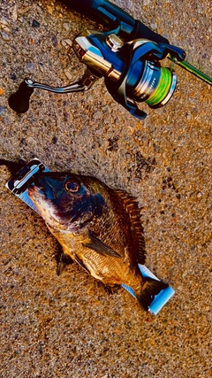 ミナミクロダイの釣果