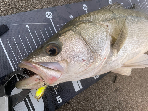 シーバスの釣果