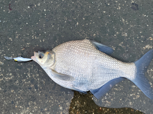 ダントウボウの釣果