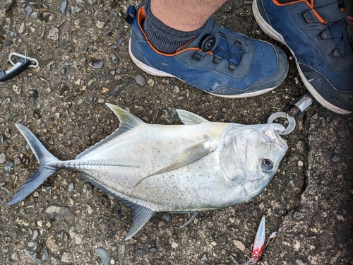 ロウニンアジの釣果