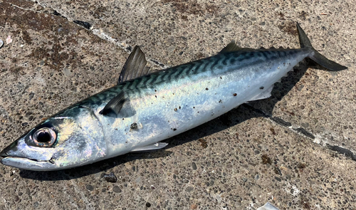 サバの釣果