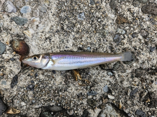 キスの釣果