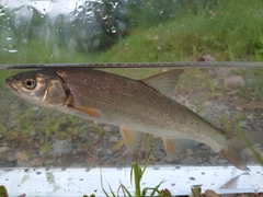 ウグイの釣果