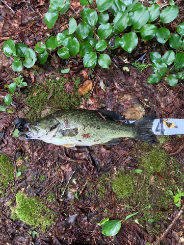 ラージマウスバスの釣果