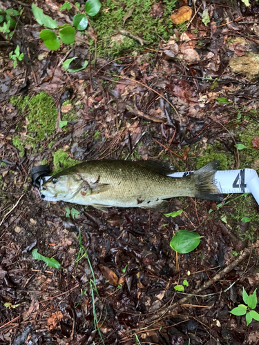 スモールマウスバスの釣果