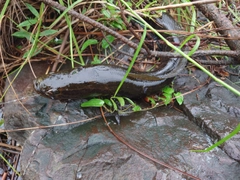 ライギョの釣果