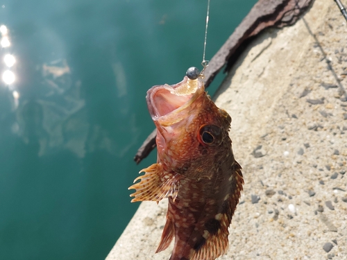 アラカブの釣果