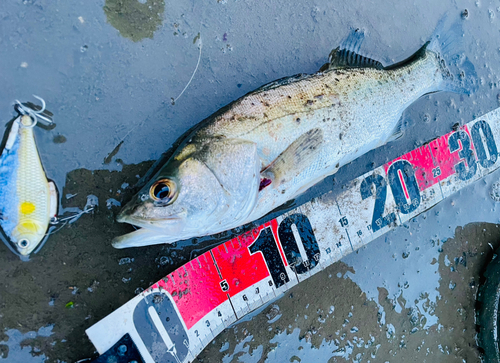 セイゴ（タイリクスズキ）の釣果