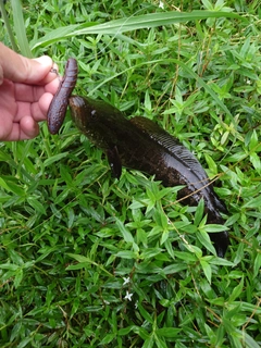 ライギョの釣果