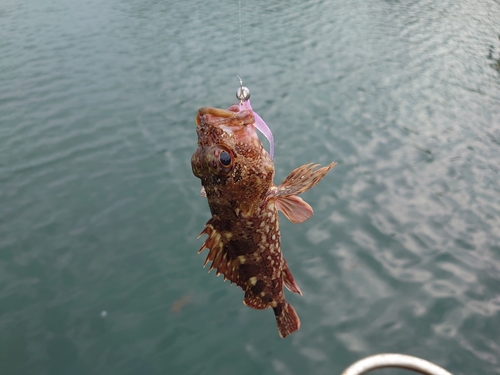 アラカブの釣果