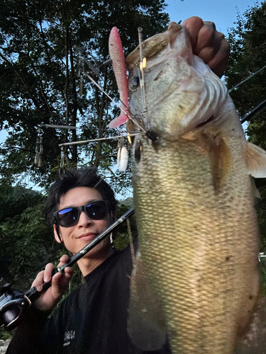 ブラックバスの釣果