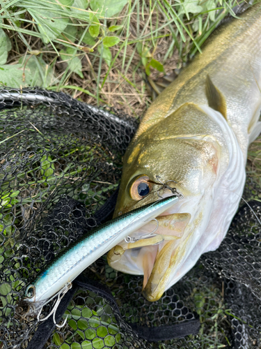 スズキの釣果