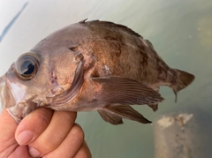 メバルの釣果