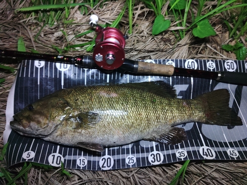 スモールマウスバスの釣果