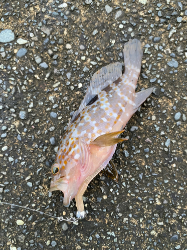 オオモンハタの釣果