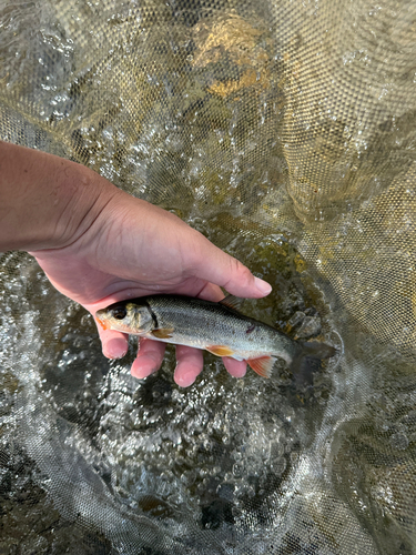 ウグイの釣果