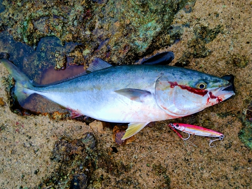 ヤズの釣果