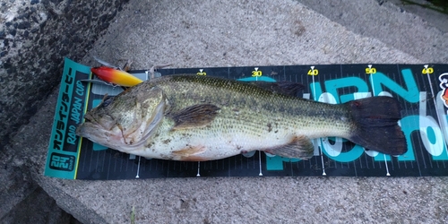 ブラックバスの釣果