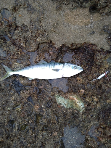 ヤズの釣果