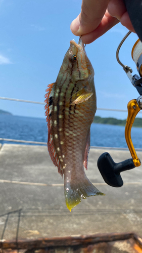 ホシササノハベラの釣果