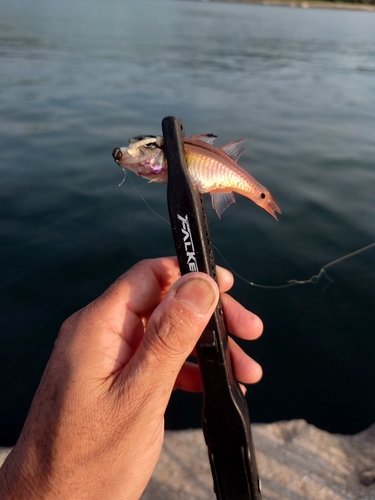 ネンブツダイの釣果