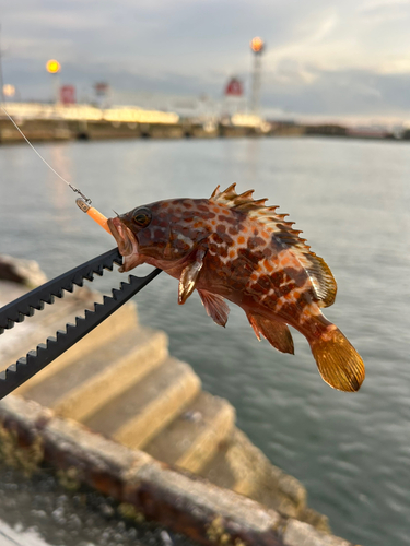 キジハタの釣果