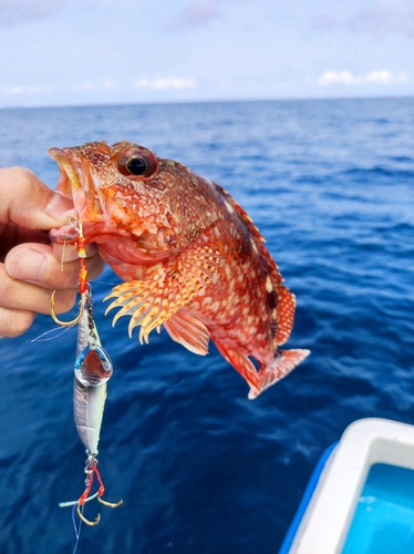 ガシラの釣果