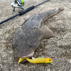 マゴチの釣果