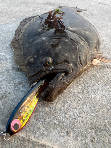 ヒラメの釣果