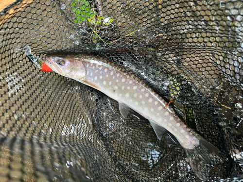 アメマスの釣果