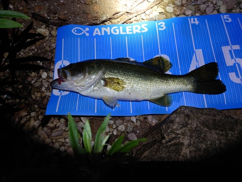 ブラックバスの釣果