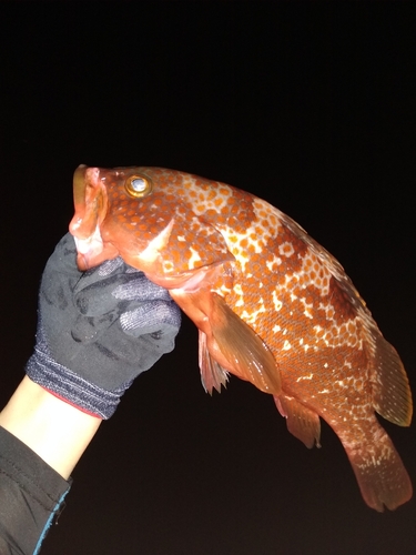 キジハタの釣果