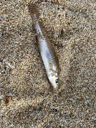 キスの釣果