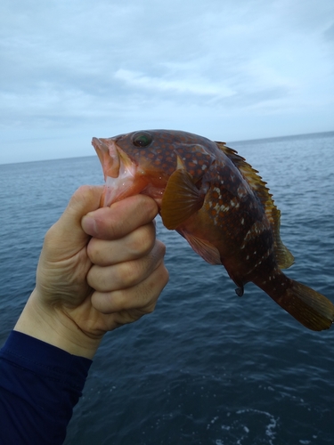 キジハタの釣果