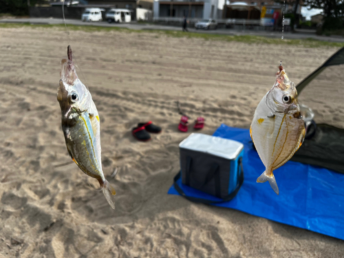 ヒイラギの釣果