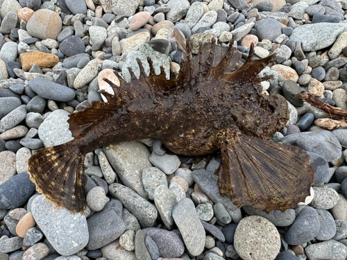 オニオコゼの釣果