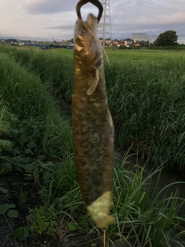 ナマズの釣果