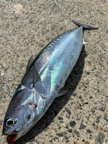 マルソウダの釣果