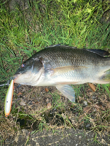 キビレの釣果