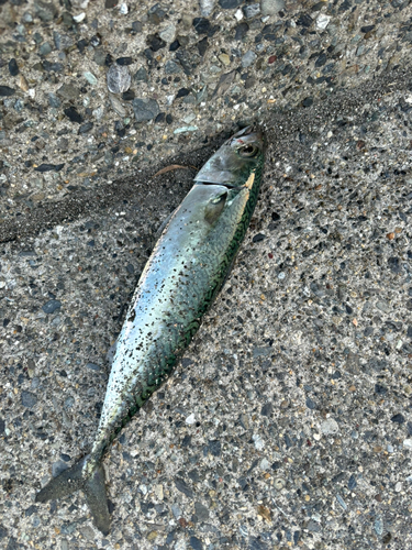 マサバの釣果