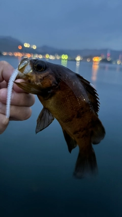 メバルの釣果