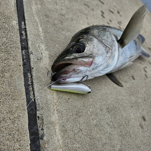 シーバスの釣果