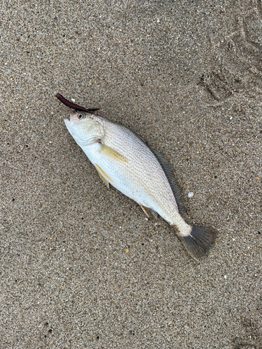 イシモチの釣果