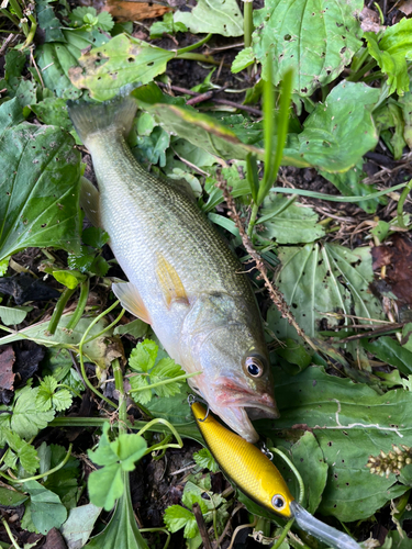 ラージマウスバスの釣果