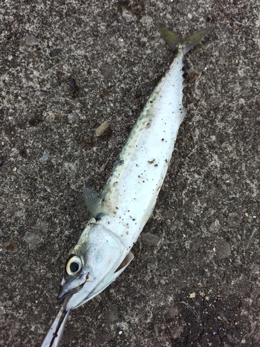 サバの釣果