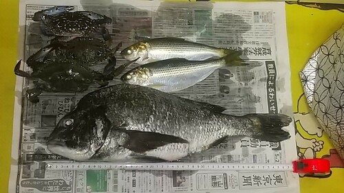 クロダイの釣果