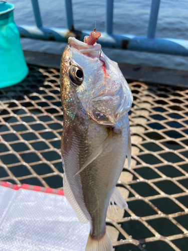 イシモチの釣果